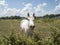 White horse standing at fence