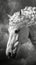 White horse standing in field against the dramatic backdrop of a stormy sky