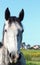 White horse standing in field alone. Sunny Summer day. Stock photo