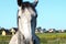 White horse standing in field alone. Sunny Summer day. Stock photo