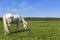 White horse standing on a green field. A beautiful white horse feeding in a green pasture.