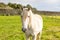 White horse standing of green pasture, looking friendly and cute