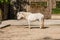 A white horse stands in the sun