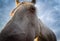 White Horse on Stormy Background