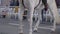 White horse on the street during the traditional blessing of animals in Valencia, Spain. Tilt-up