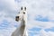 White horse on summer blue sky and clouds with funny interrogative expression