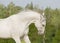 White horse summer portrait