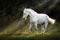 White horse in sunlight