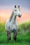 White horse on sunrise pasture