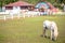 White horse at The Swiss Sheep Farm the biggest sheep farm And fun park style in Huahin Cha-Am.