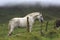 White horse tries to break the fence column.