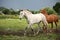 White horse trotting free at flower field