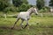 White horse trotting free at flower field