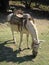 White horse with a vintage saddle