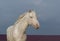 White horse walking on a background of dark sky