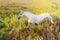 White horse walking in the grass