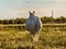 White horse walking in a meadow at sunset with a nice backlight in the pasture