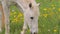 White horse walking on the pasture