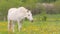 White horse walking on the pasture with dandelions.