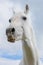 White horse on white clouded summer blue sky with funny questioning expression and large nostrils.