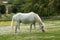 White horse, white flowers