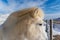 white horse with white mane and black eyes standing on a snow covered plain