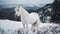 white horse in winter on a forested mountain