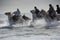 White horses on the beach during the Festival d`Abrivados