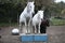 White horses and black pony