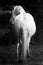White horses - black and white art portrait
