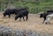 White horses and bullfighting black bulls. Camargue Park on delta Rhone River