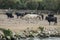White horses and bullfighting black bulls. Camargue Park on delta Rhone River