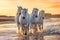 White horses in Camargue, France