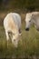 White horses of Camargue, Provence, France