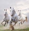 White horses in dust