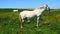 White horses in field (4K)