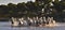 White horses are galoping in the water. Front view. Parc Regional de Camargue - Provence, France