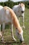 White horses grazing on the Causse du Larzac France