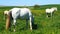 White horses grazing in field (4K)