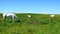 White horses grazing in field (4K)