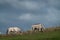 White horses grazing with heads down over fence on ridg