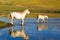 White horses on the lake