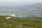 White Horses Looking over Irish Countryside - landscape