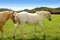 White horses meadow prairie grassland Pyrenees