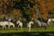 White horses playing around in autumn fields