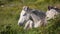 White Horses Resting in Green Field