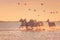 White horses run gallop in the water against the background of flying flamingos at sunset, Camargue, France