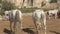 White horses walk swishing tails along spacious farmyard