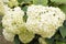 White Hortensia