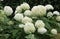 White hortensia blossom in garden